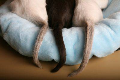 La coda del gatto
