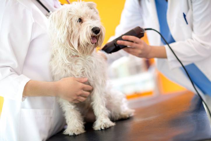 tosare il pelo del cane