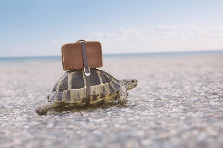 animali vacanze