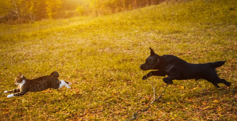 cane rincorre gatto