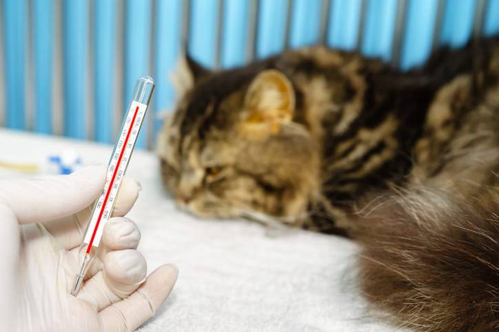 come misurare la febbre al gatto