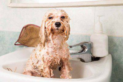 Zampe del cane puzzano