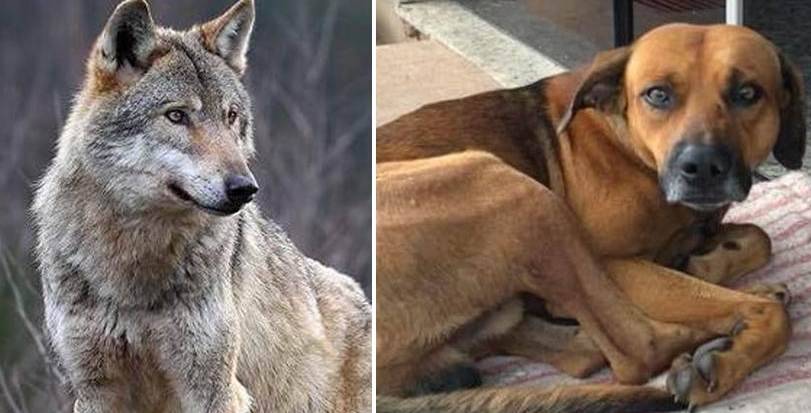 lupi più solidali dei cani