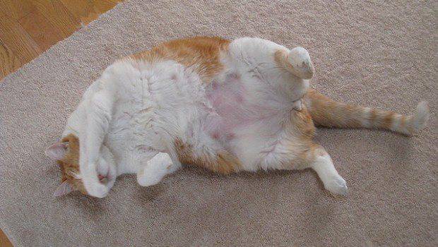 pancia molle gatto