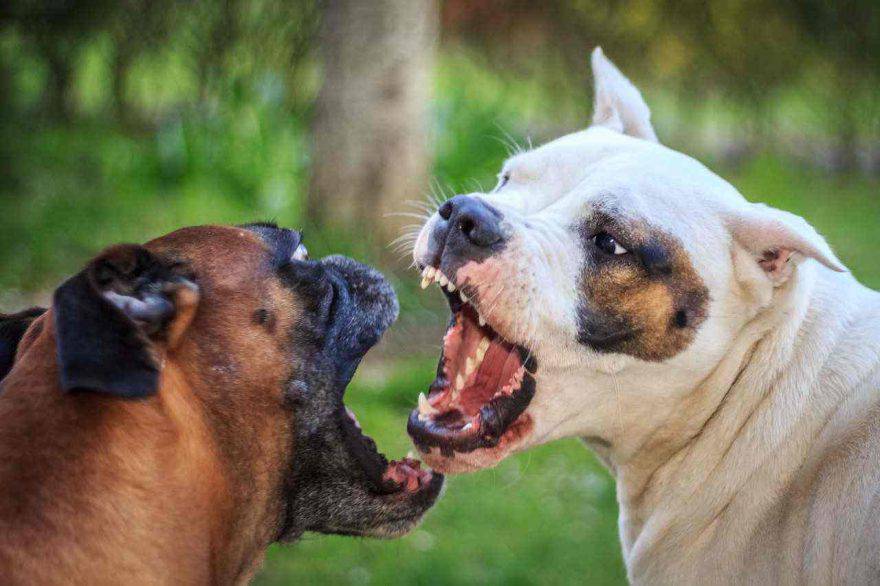 Rissa tra cani