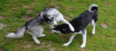 Rissa tra cani