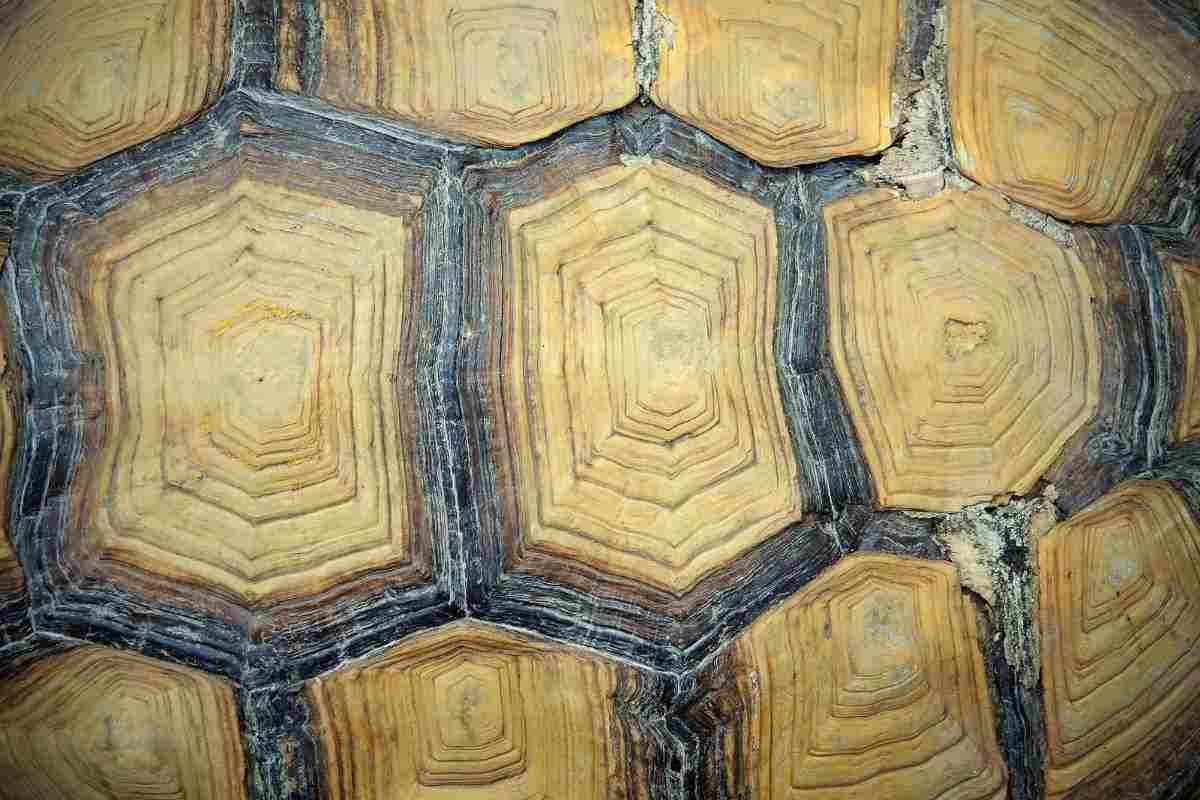 Carapace