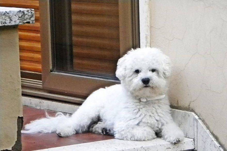 cane privo vita