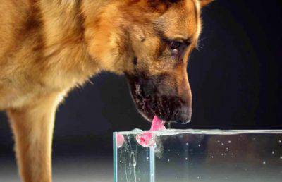 Cane beve acqua