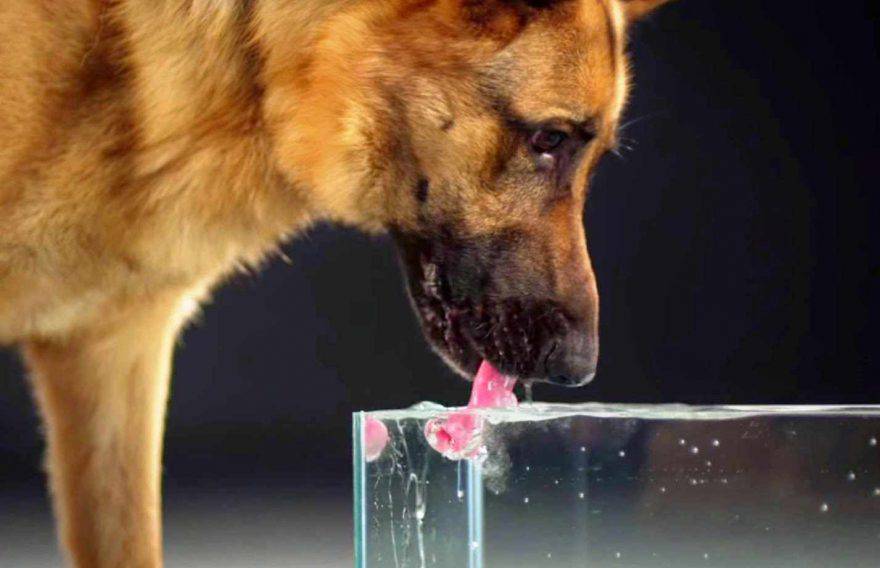 Cane beve acqua