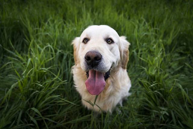 cane al parco