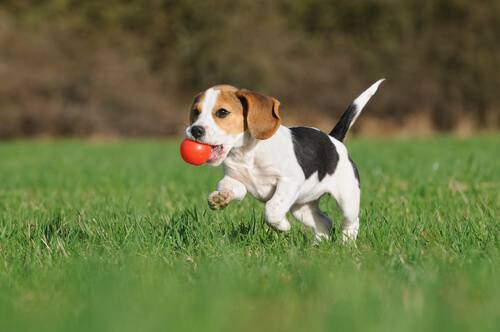 cane che corre
