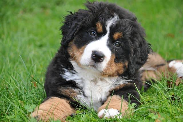portare il cane al parco