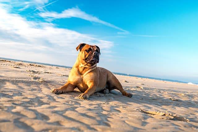 estate cane spiaggia mare