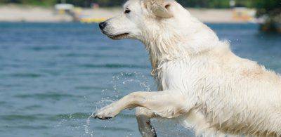 Cani in spiaggia