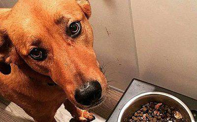 Cane cambia appetito