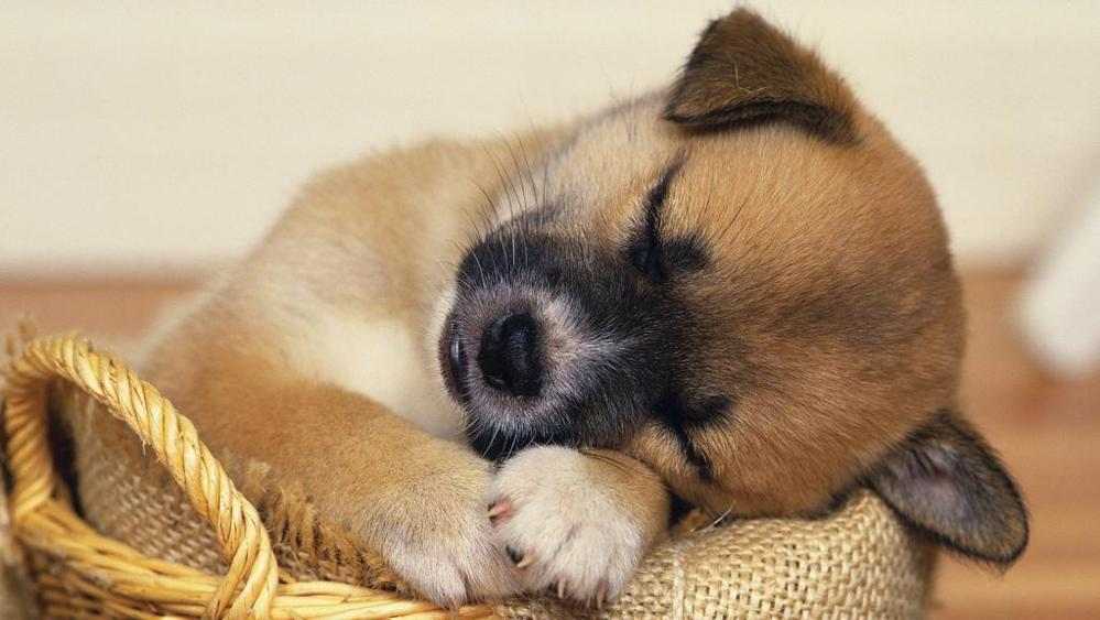 Cane che dorme