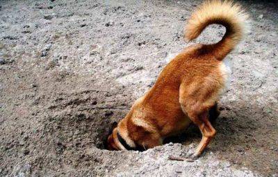 Cane che nasconde il cibo