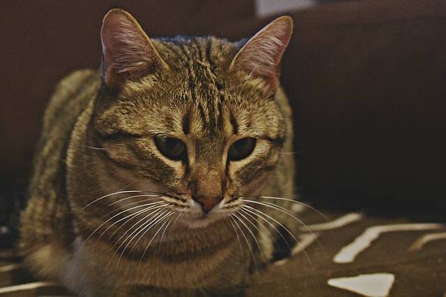 baffi nel gatto vibrisse