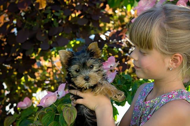 adottare un cucciolo in estate