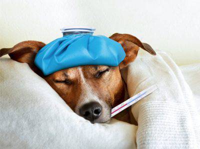 Cane: sintomi colpo calore