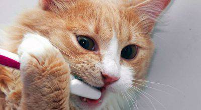 Denti gatto