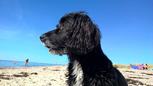 cane in spiaggia