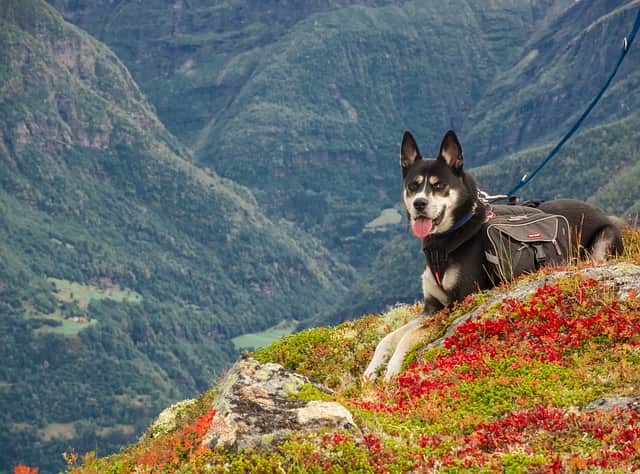 escursioni con il cane trekking