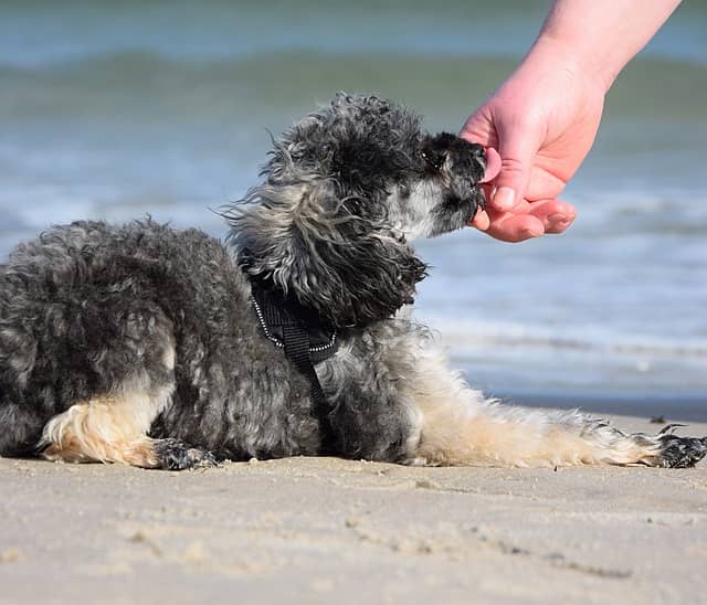 cane beve acqua di mare