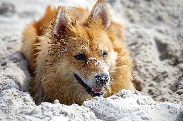 cane mangia la sabbia cosa fare