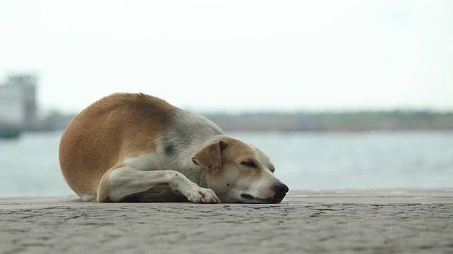 cane beve acqua di mare