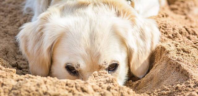 parassiti della sabbia nel cane