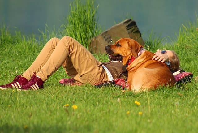 estate con il cane al parco