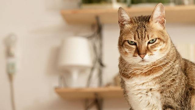 Gatto geloso