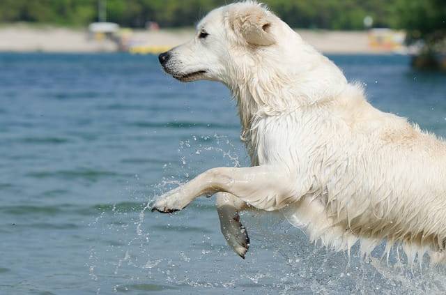 cane bagno mare