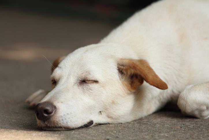 punture di zanzare nel cane malattie