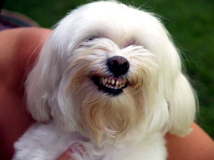 cane batte i denti cause rimedi