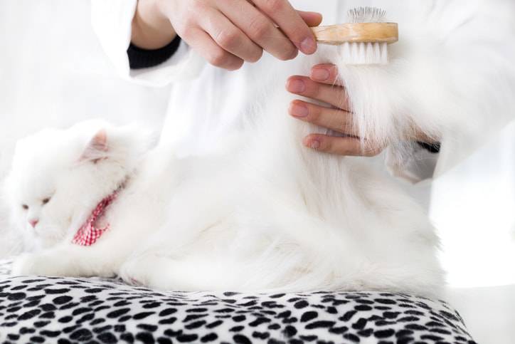 tosare il gatto quando fa caldo