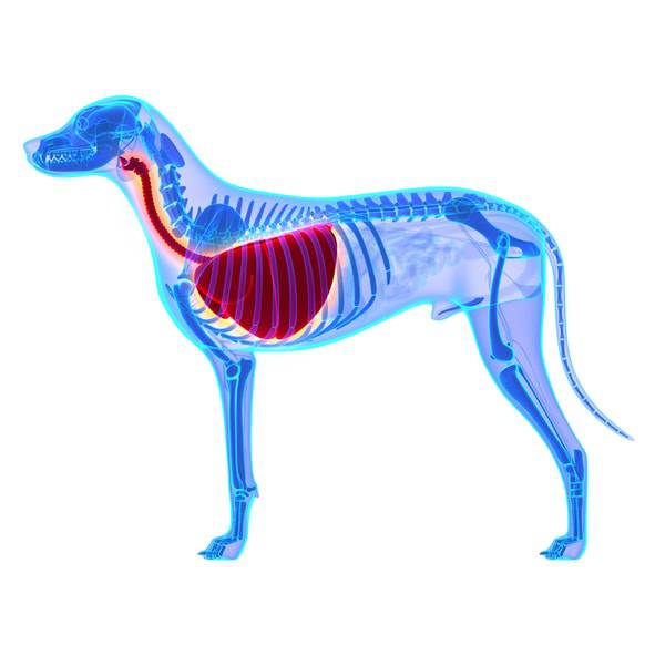 patologie respiratorie cane