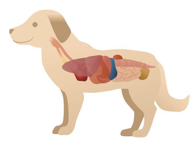 apparato digerente cane