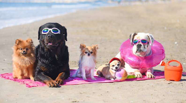 cane in spiaggia consigli