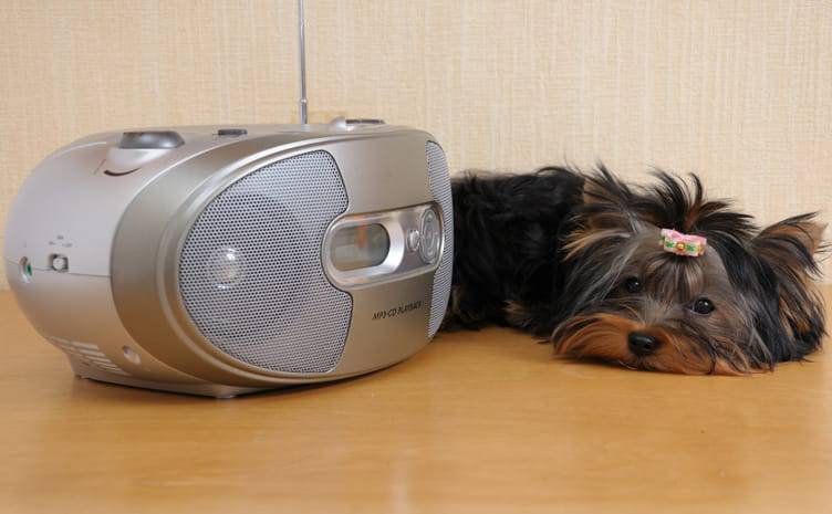 cani amano la musica