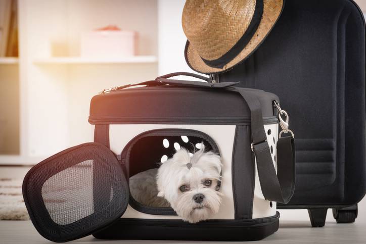 come scegliere il trasportino per cani