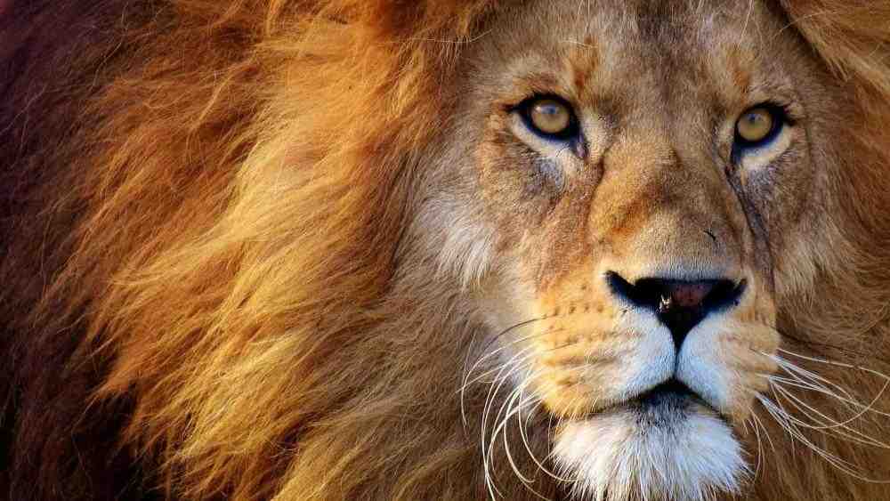 Leone