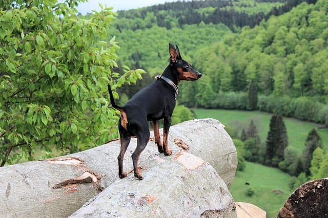 cane in montagna pericoli