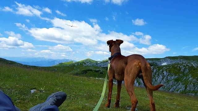 escursioni con il cane dove andare