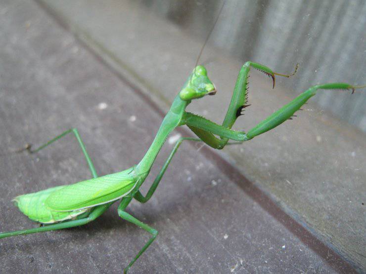 mantide religiosa caratteristiche