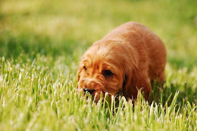 adottare un cucciolo in estate
