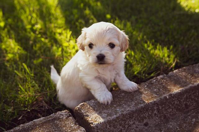 adottare un cucciolo in estate