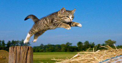 gatto che salta